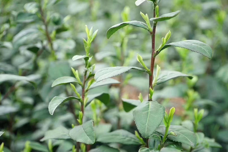 影响碧螺春口感的重要因素-碧螺春茶树品种