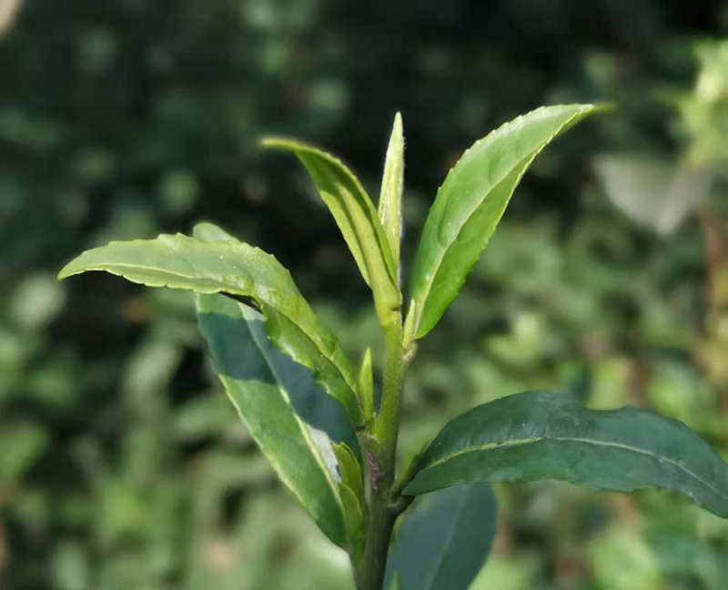 茶园探秘:碧螺春茶树品种的选择及种植